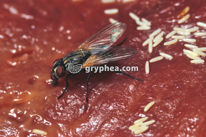 Mouche - Ponte des oeufs - gryphea.com